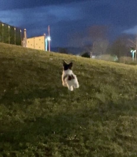 일본 트위터에서 유행한 강아지 사진 물타기_2.jpg