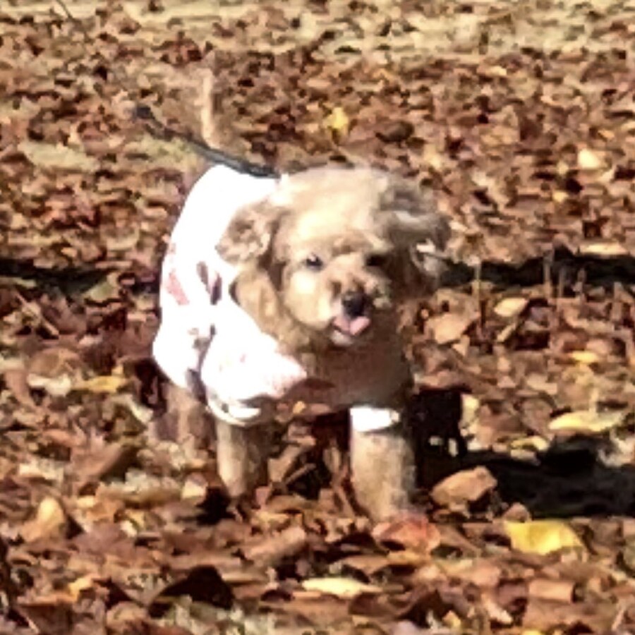 일본 트위터에서 유행한 강아지 사진 물타기_4.jpg