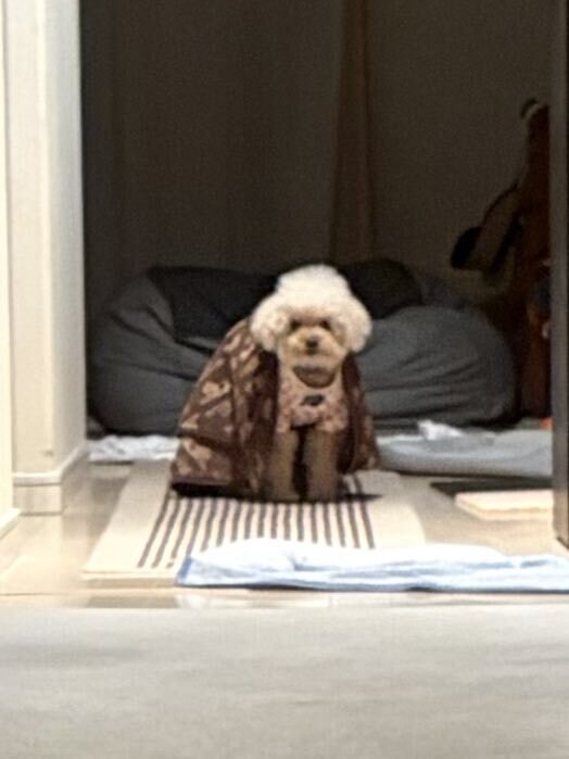 일본 트위터에서 유행한 강아지 사진 물타기_10.jpg