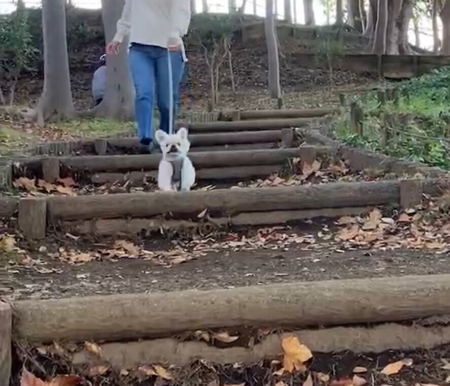 일본 트위터에서 유행한 강아지 사진 물타기_13.jpg