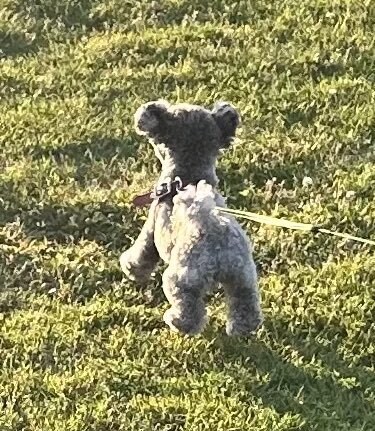 일본 트위터에서 유행한 강아지 사진 물타기_14.jpg