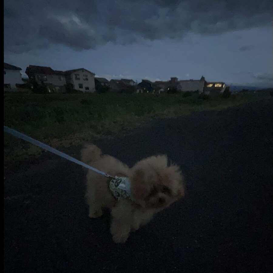 일본 트위터에서 유행한 강아지 사진 물타기_15.jpg