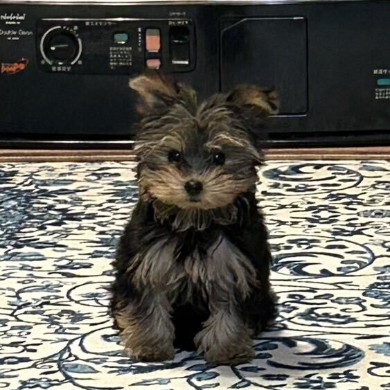 일본 트위터에서 유행한 강아지 사진 물타기_17.jpg