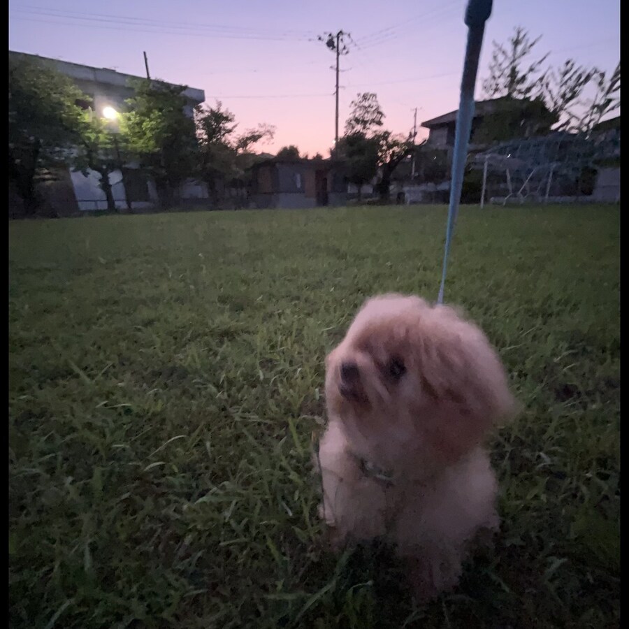 일본 트위터에서 유행한 강아지 사진 물타기_20.jpg