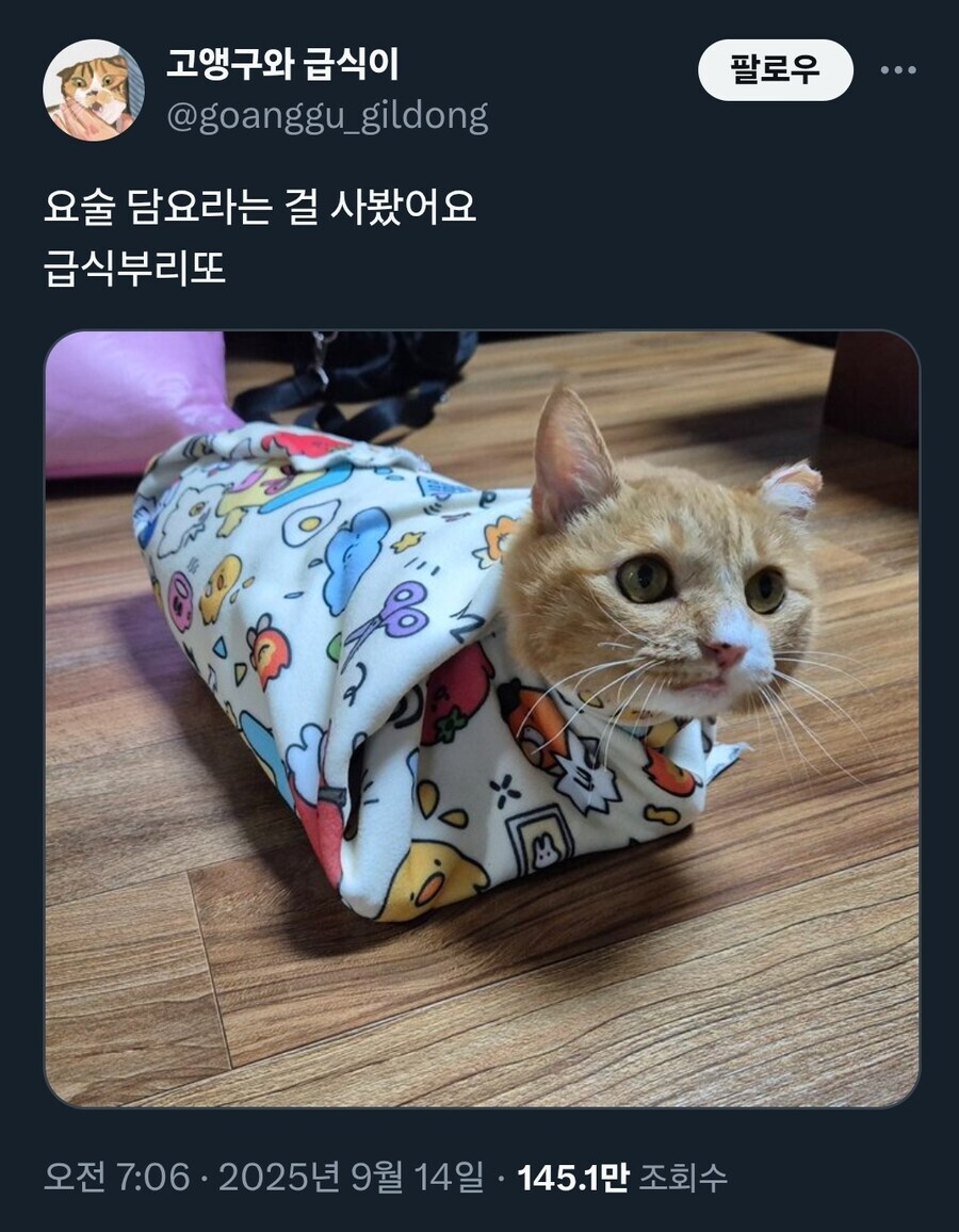봉인된 고양이.jpg_1.jpg