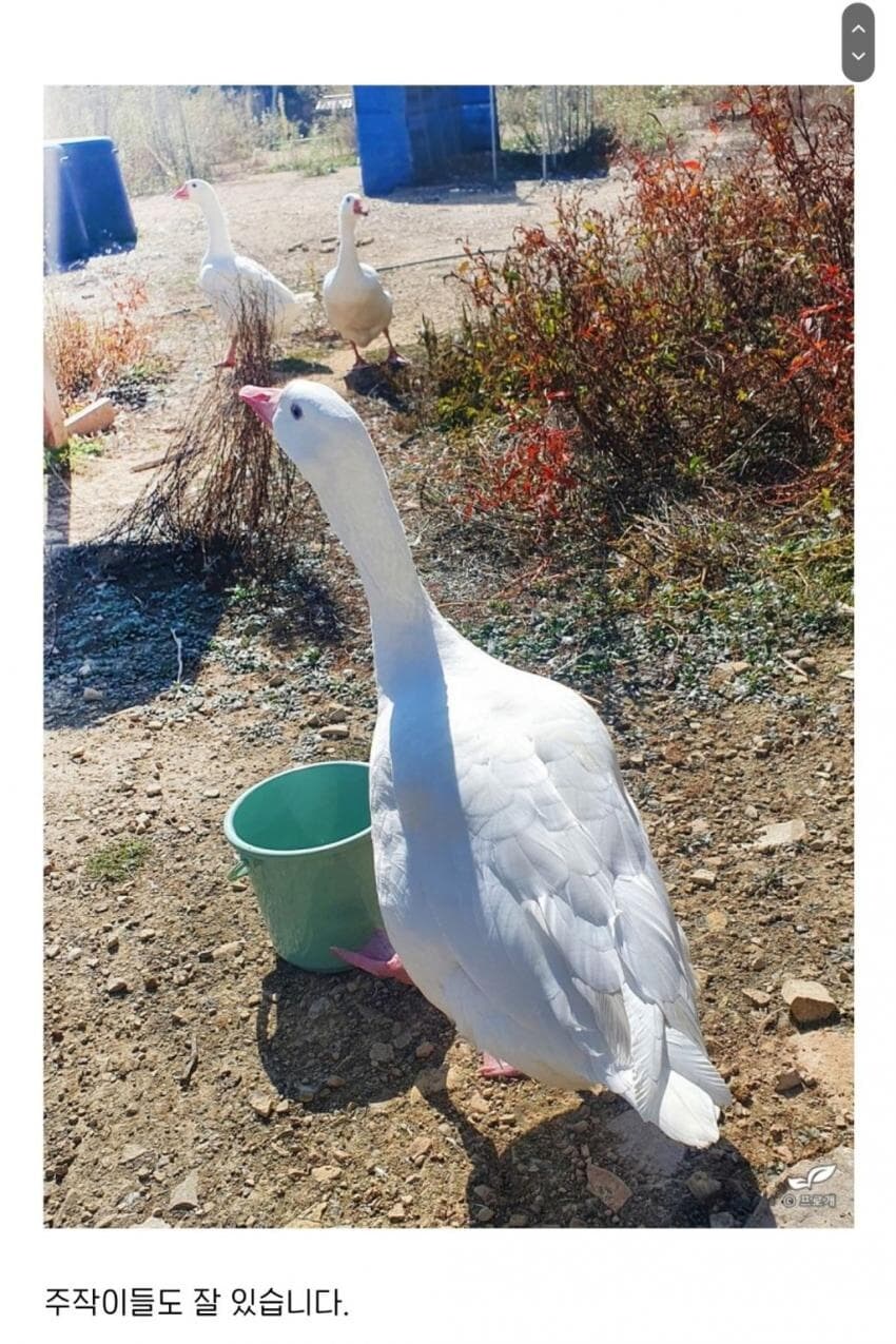 거위도 부화시키는 드루이드_5.jpg