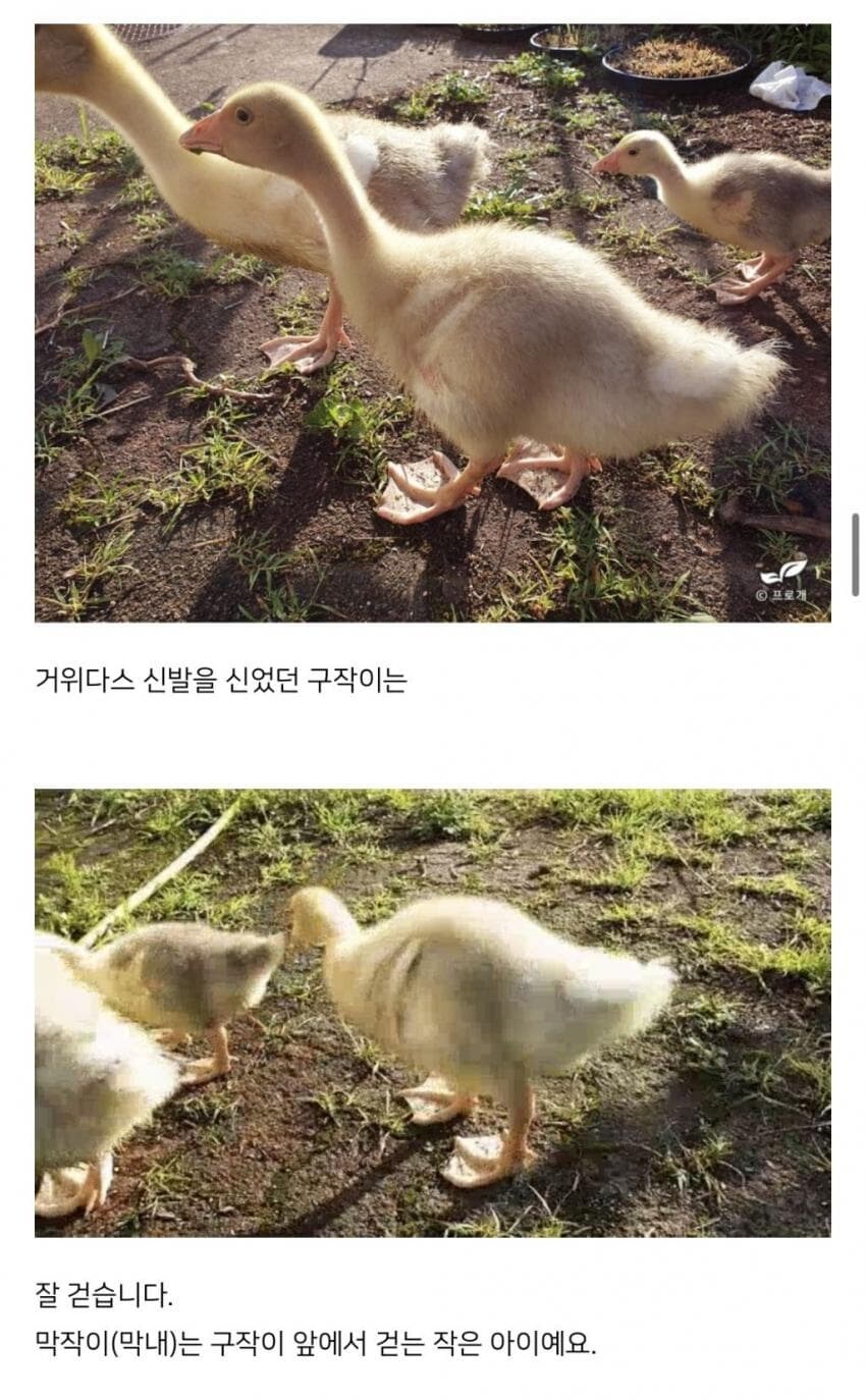 거위도 부화시키는 드루이드_7.jpg