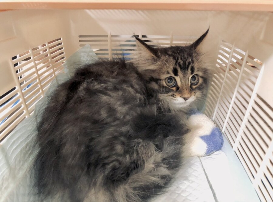 고양이 적응 전 - 완벽히 적응 후🐈_1.jpg