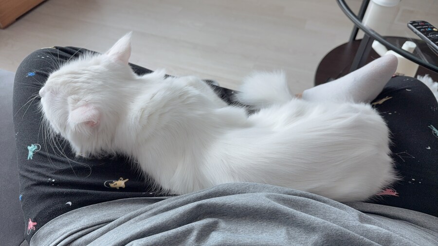 고양이가 냥아치인 이유_1.jpg