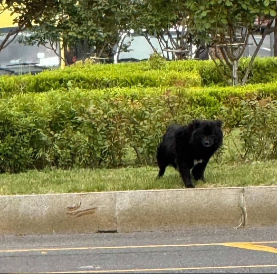 울산에 곰 나왔다는 제보 ㄷ_2.jpg