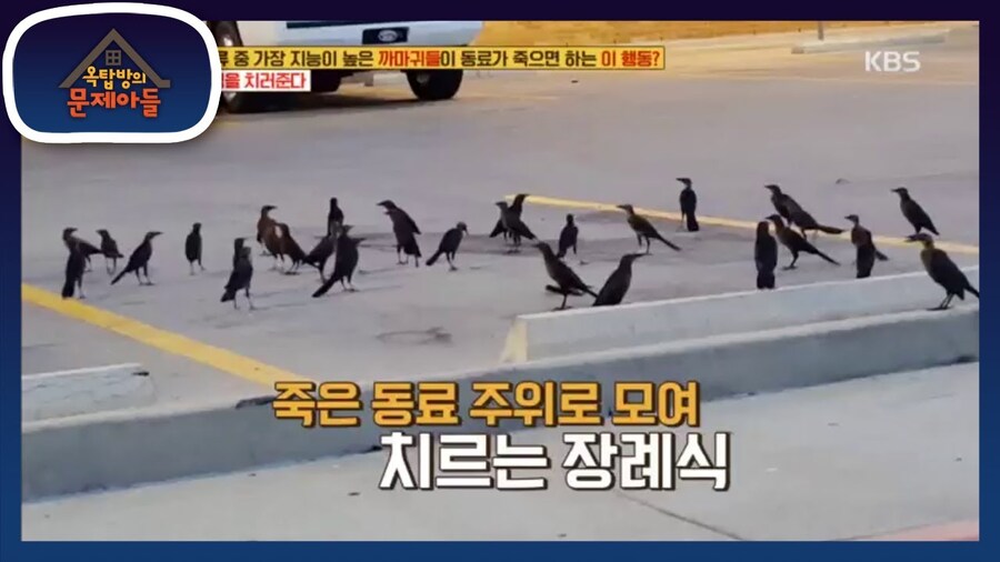 까마귀 장례식.jpg_1.jpg