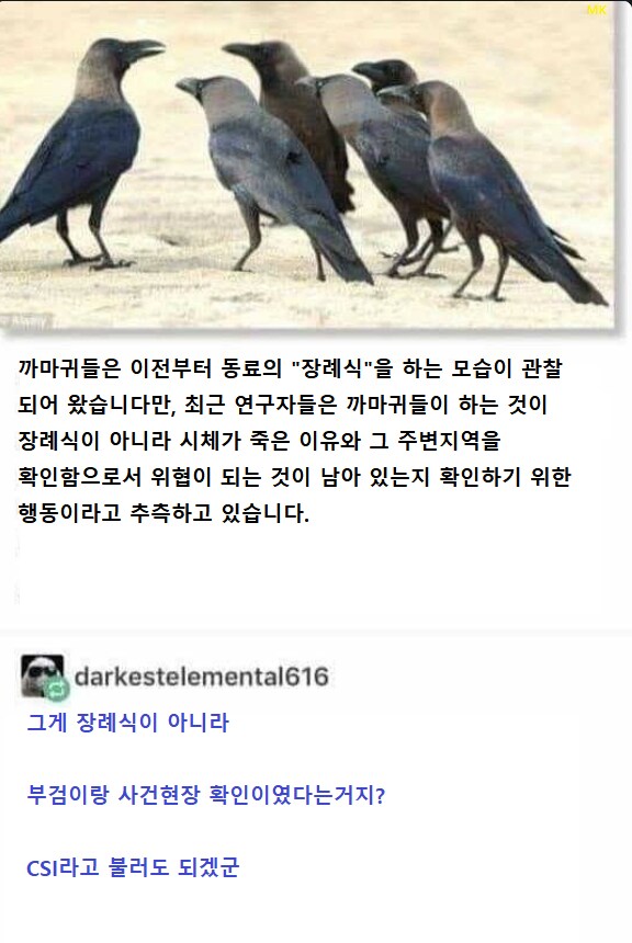 까마귀 장례식.jpg_2.png