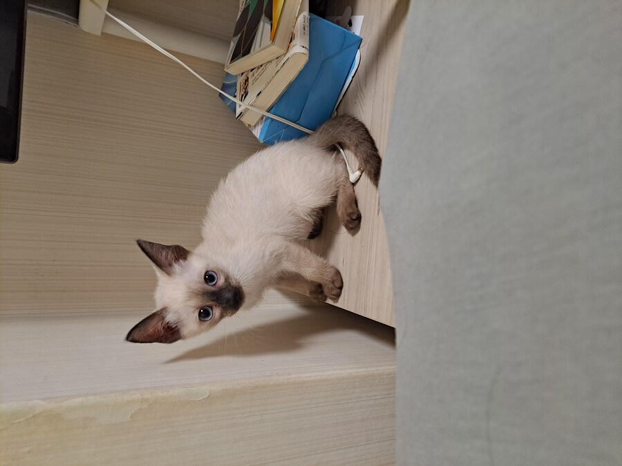 우리집 고양이 Before & After 올려봅니다!!!_1.jpg