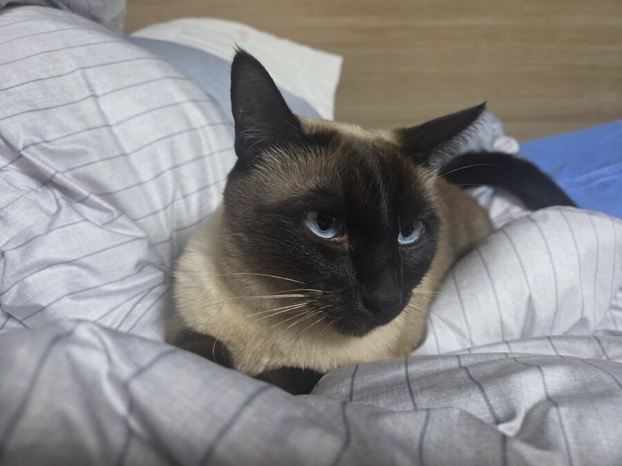 우리집 고양이 Before & After 올려봅니다!!!_6.jpg