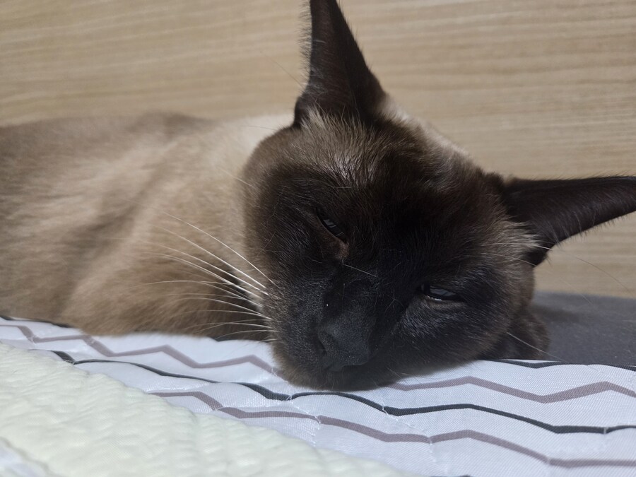 우리집 고양이 Before & After 올려봅니다!!!_8.jpg