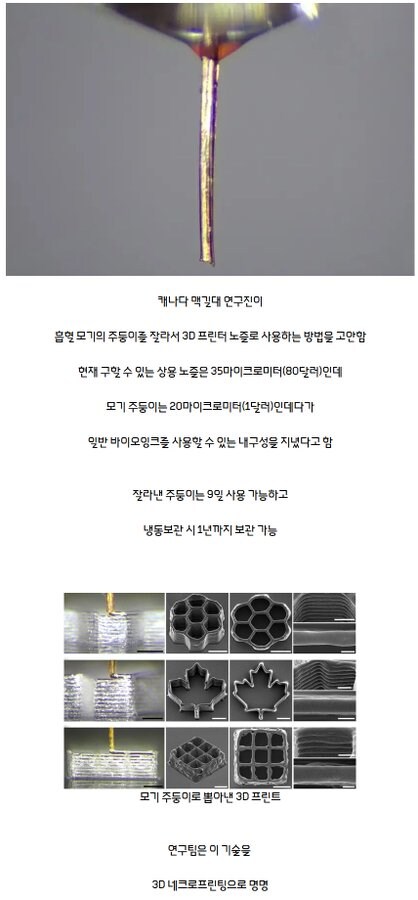 드디어 인류에게 조금 도움이 된 모기_1.jpg