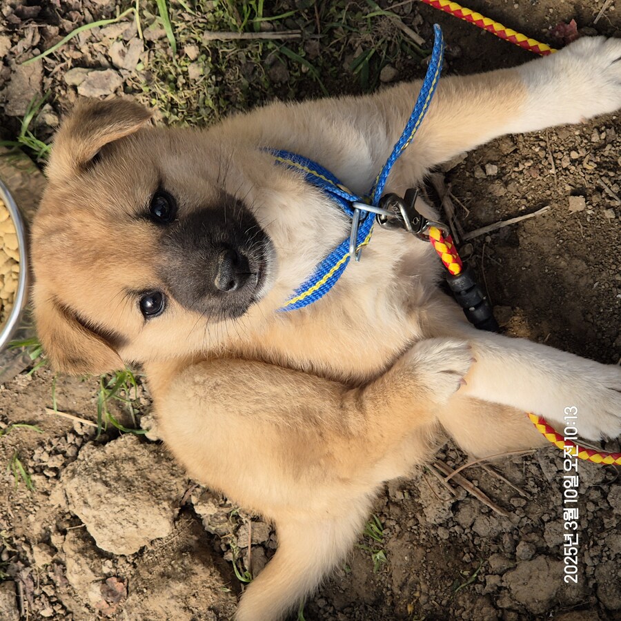 원조 오리지날 리얼 똥개_2.jpg