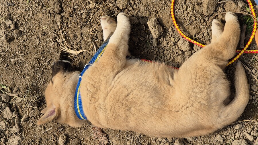 원조 오리지날 리얼 똥개_6.jpg