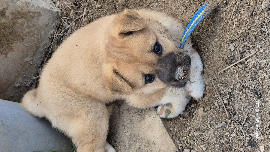 원조 오리지날 리얼 똥개_7.jpg