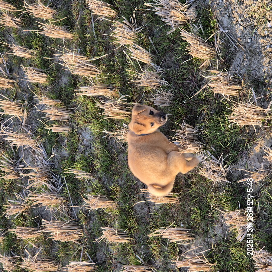 원조 오리지날 리얼 똥개_8.jpg