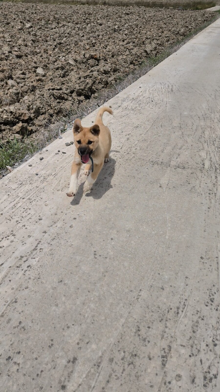 원조 오리지날 리얼 똥개_38.png