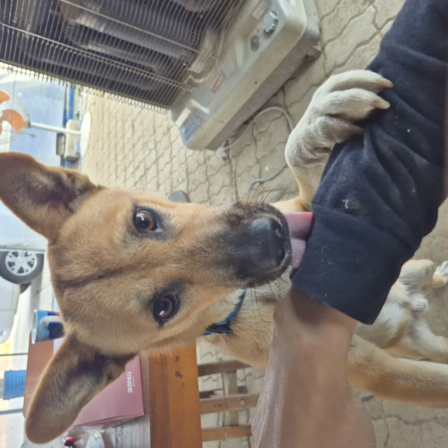 원조 오리지날 리얼 똥개_11.jpg