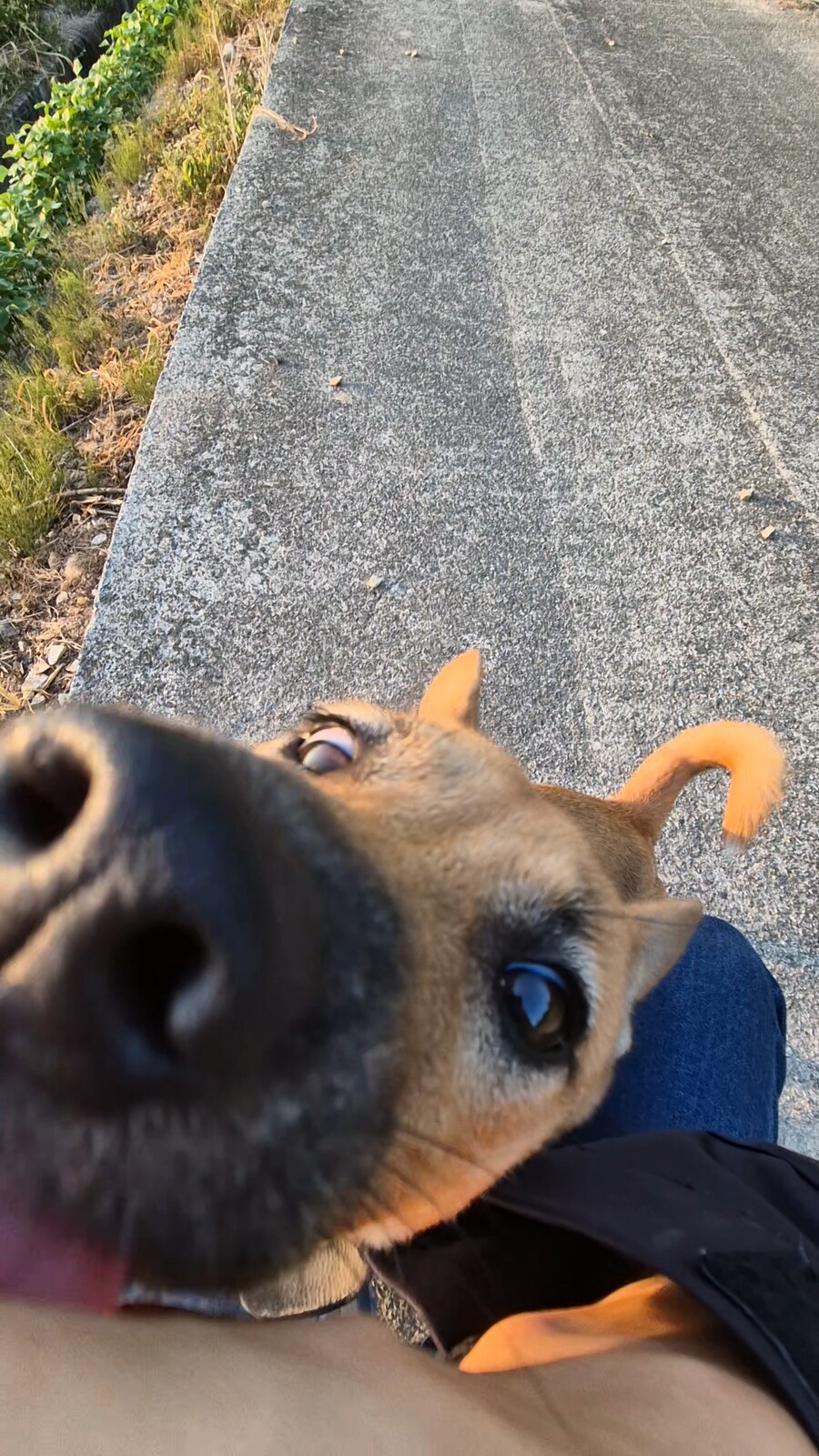 원조 오리지날 리얼 똥개_43.png