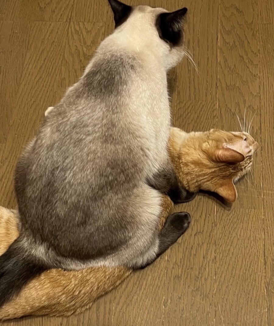 여동생 특징.jpg_2.jpg