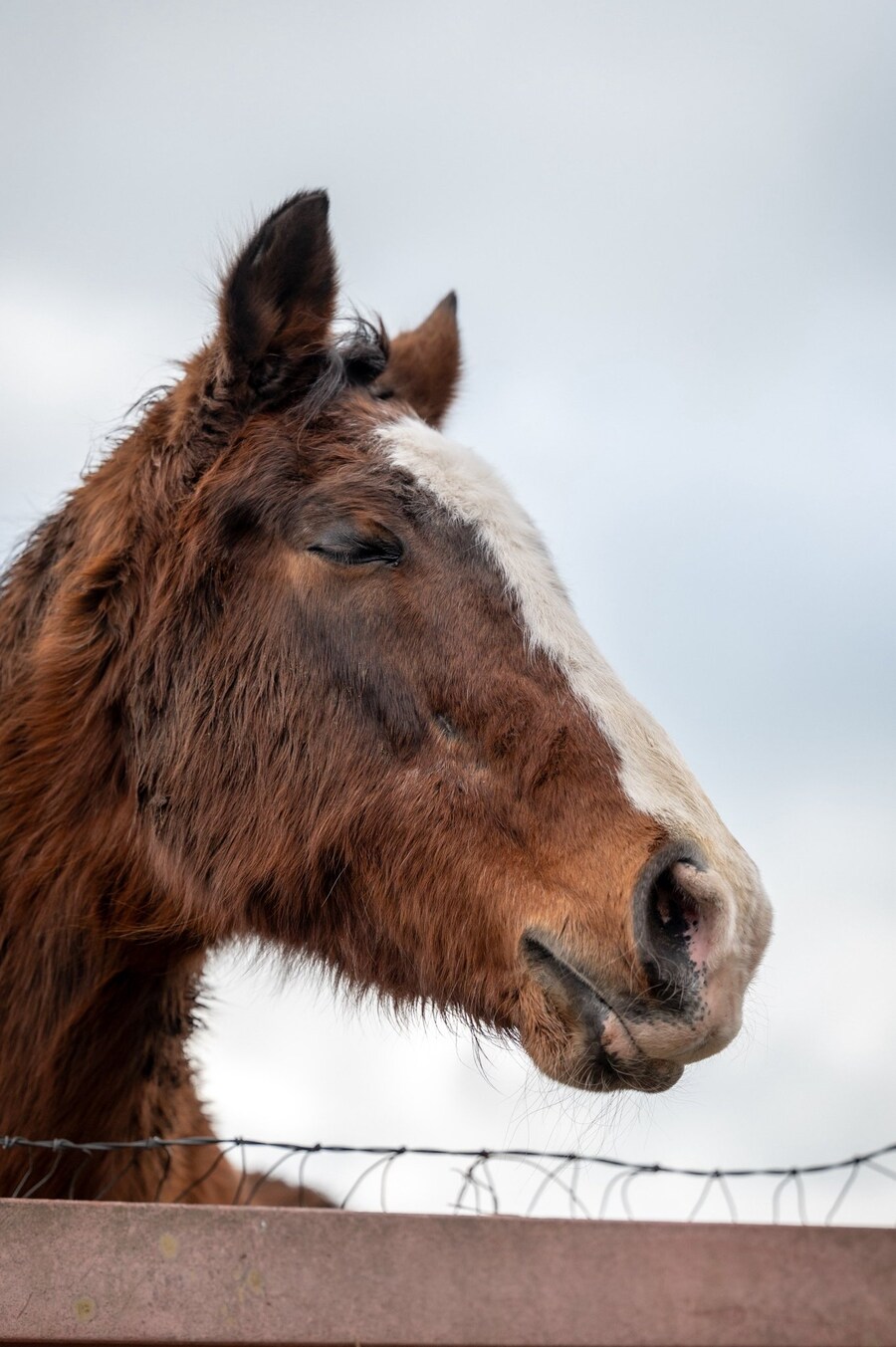 말딸 원본마 : 겨울털이 복실하게 자란 도토_1.jpg