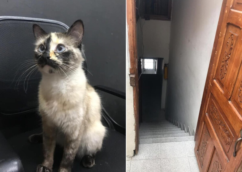 의외로 고양이가 떨어뜨리지 않는 것_1.jpg