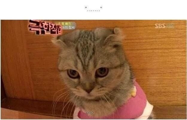 22개월 아기에게 학대당하는 고양이..._2.jpg