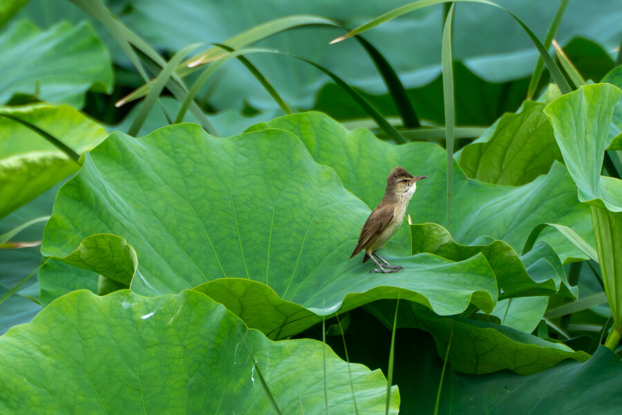 7월 폭우가 내린뒤 창릉천_2.jpg
