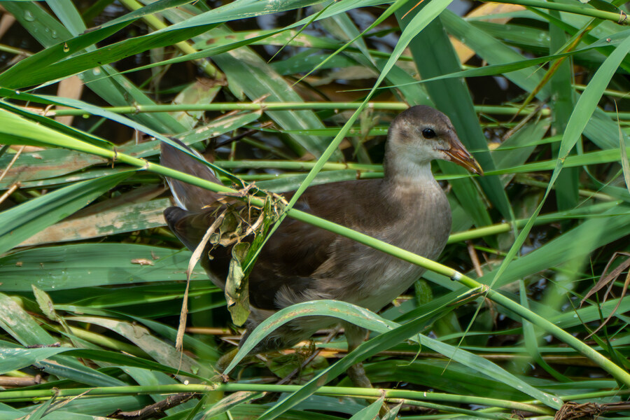7월 폭우가 내린뒤 창릉천_7.jpg
