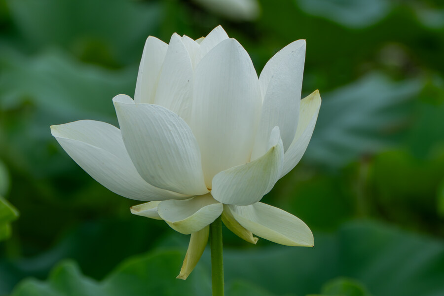 7월 폭우가 내린뒤 창릉천_21.jpg