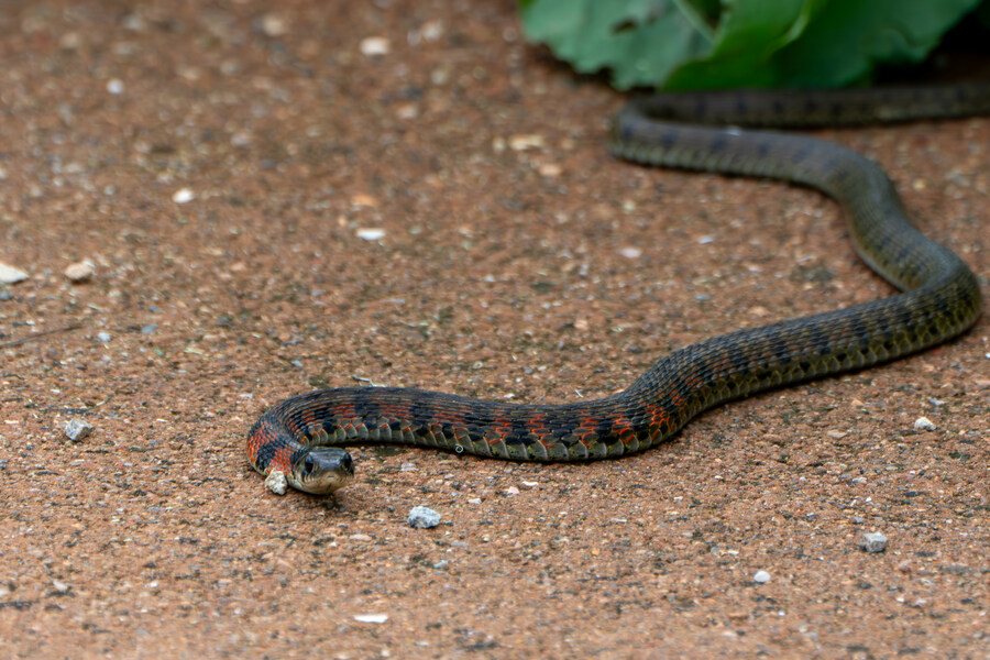7월 폭우가 내린뒤 창릉천_23.jpg