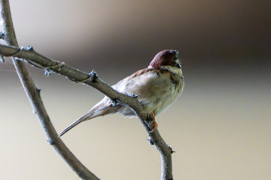 7월 폭우가 내린뒤 창릉천_24.jpg