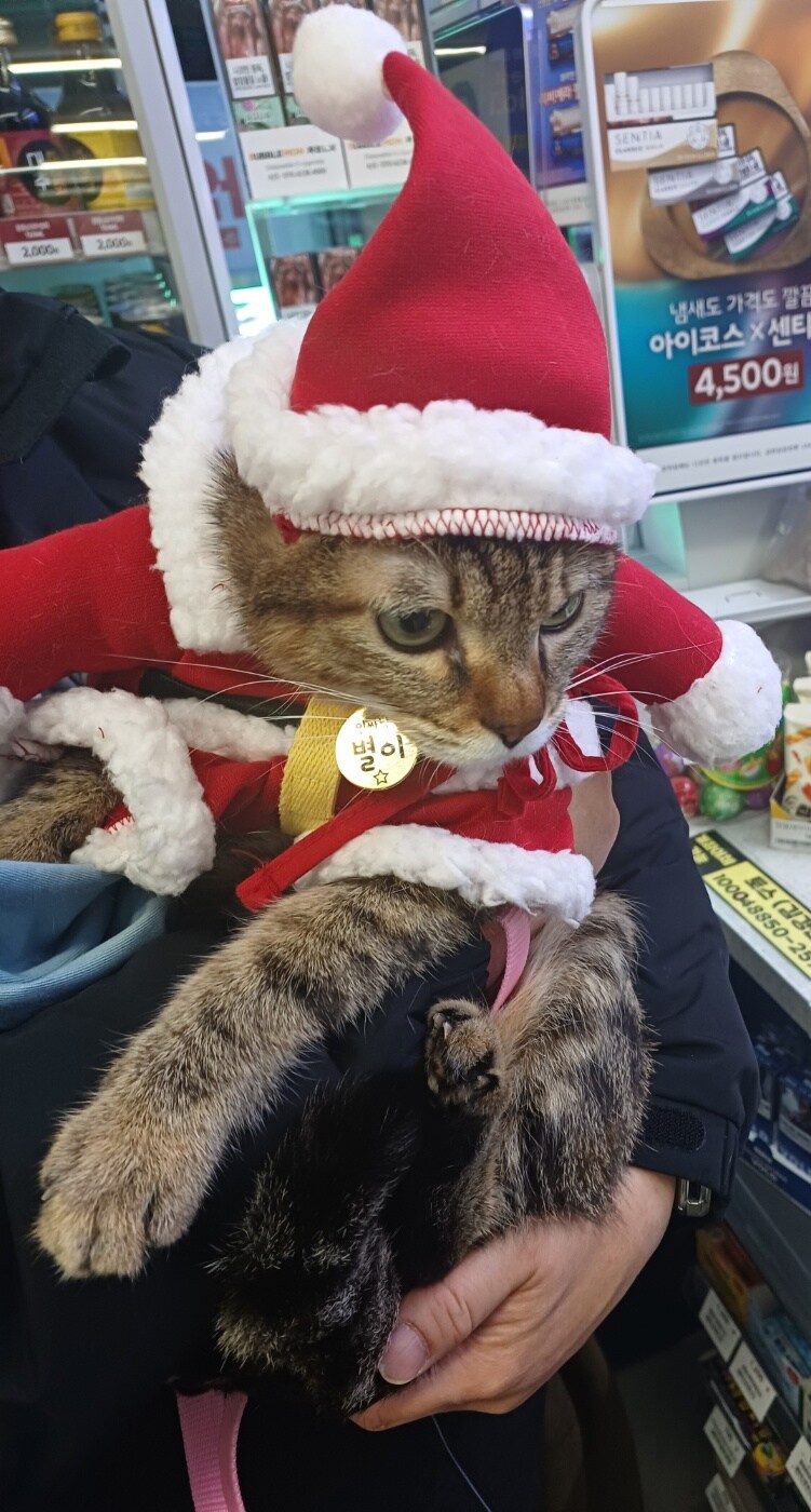 편의점 들렀다가 예쁜 고양이 봄_3.jpg