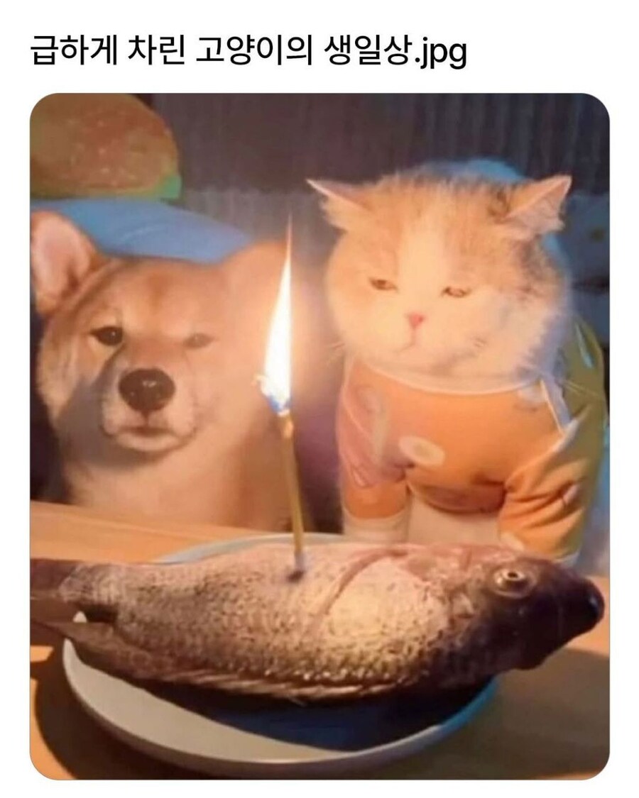 급하게 차린 고양이 생일상_1.jpg