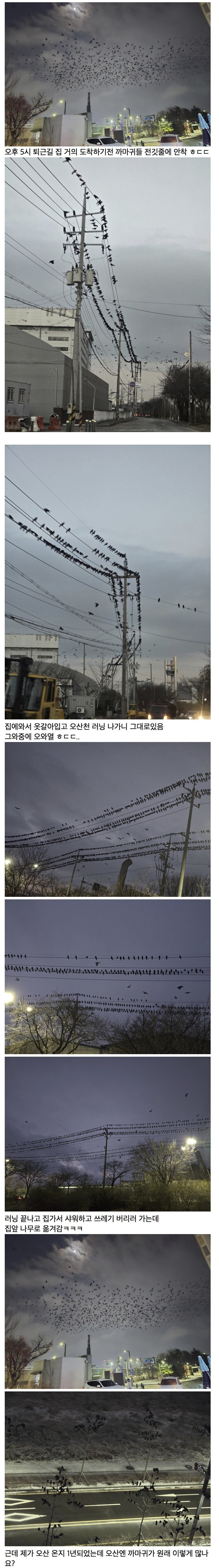 오산 까마귀_1.jpg