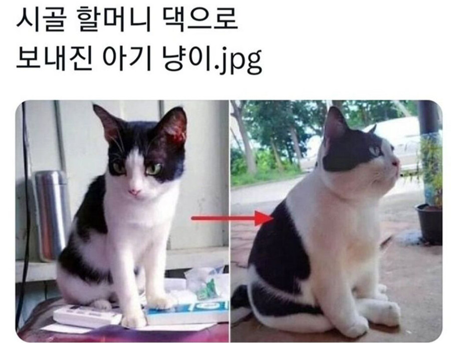 시골 할머니 댁으로 보내진 아기 냥이_1.jpg