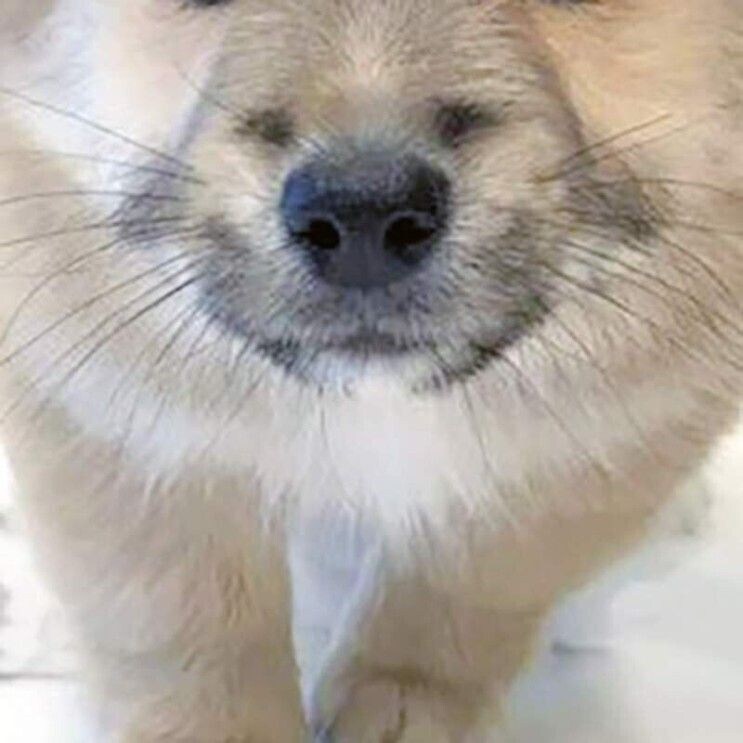 얼굴이 두개인 강아지_3.jpg