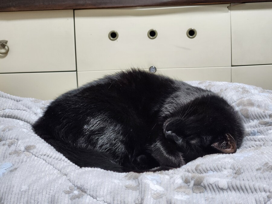 인기없는 검은 고양이는..._2.jpg