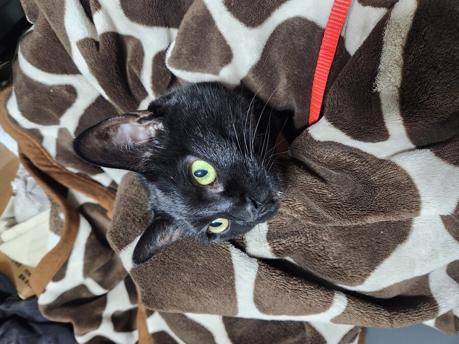 인기없는 검은 고양이는..._4.jpg