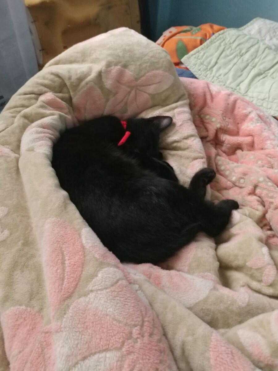 인기없는 검은 고양이는..._9.jpg