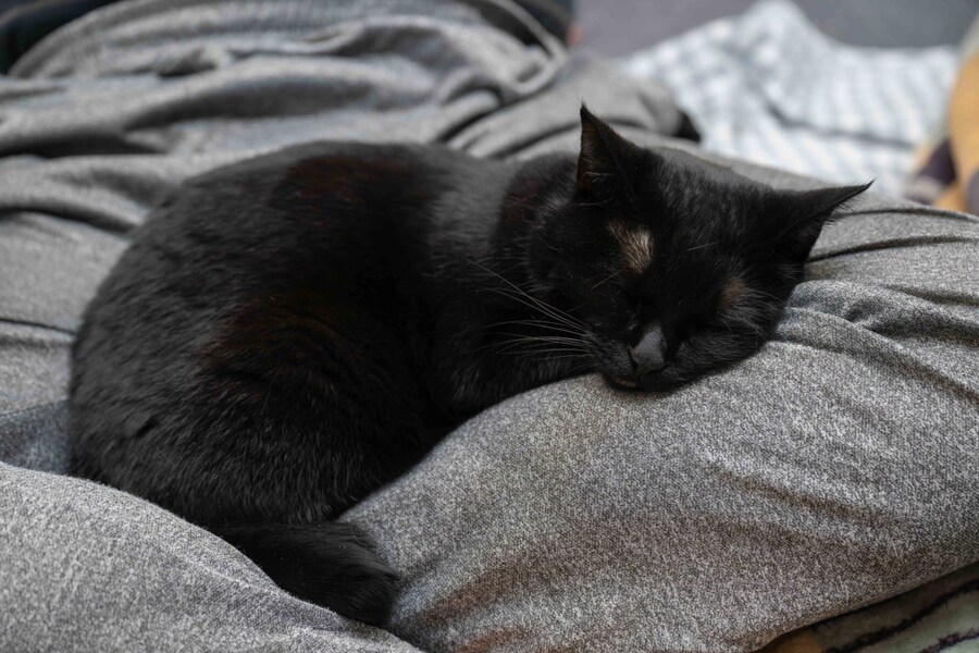 인기없는 검은 고양이는..._11.jpg