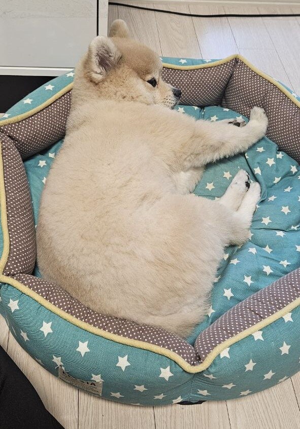 우리 멍멍이는 이러고 자_1.jpg