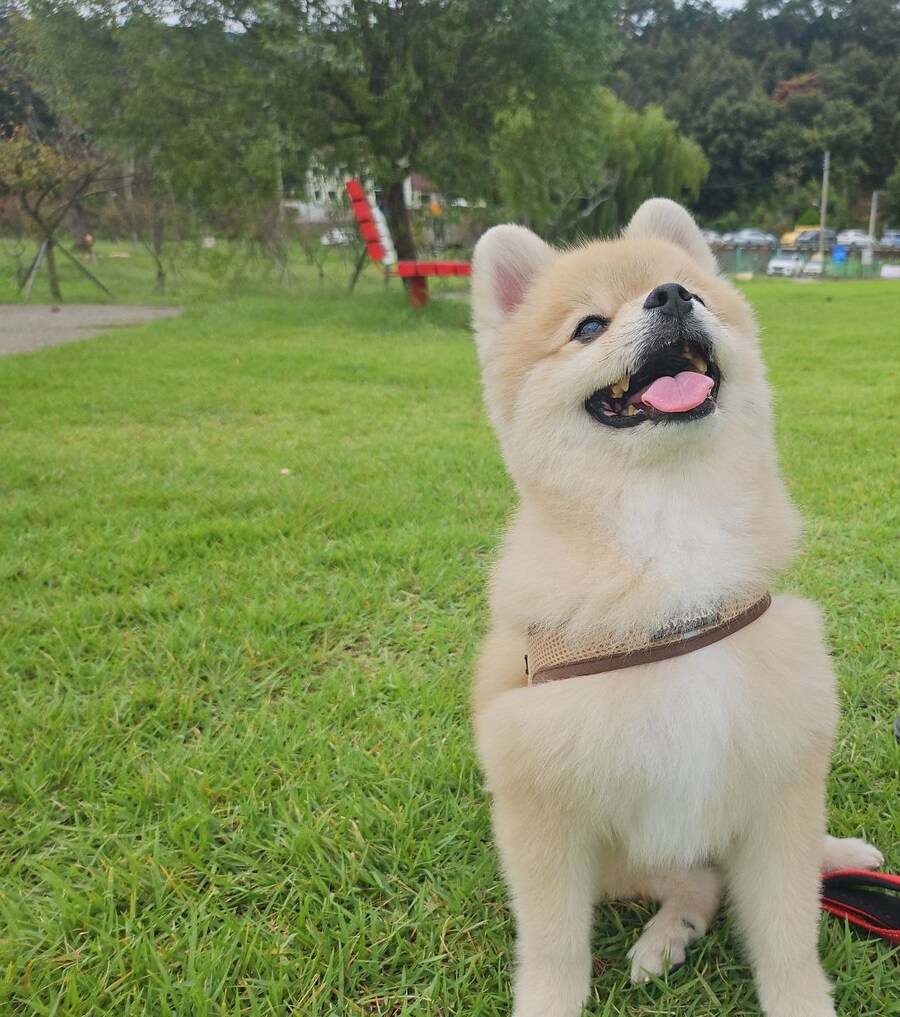 우리 멍멍이는 이러고 자_2.jpg