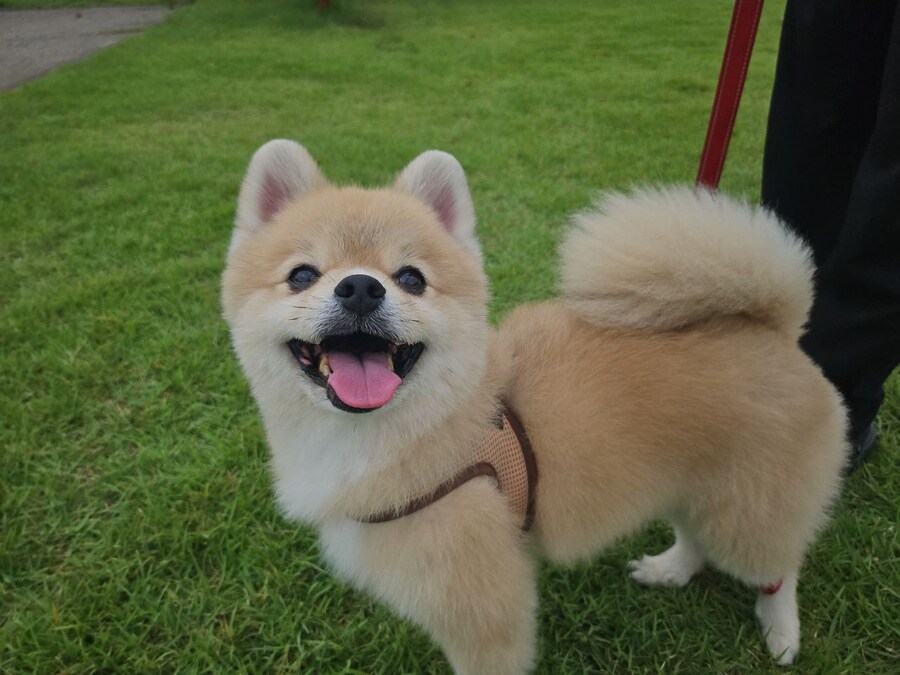 우리 멍멍이는 이러고 자_3.jpg