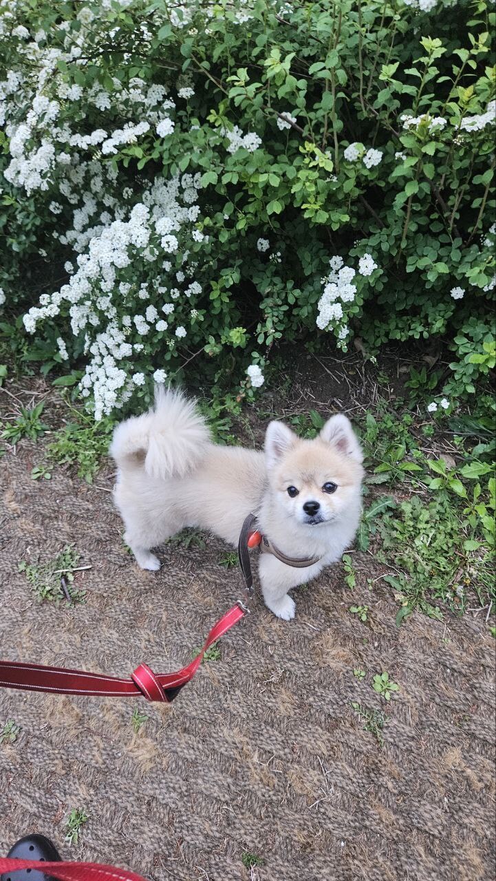 우리 멍멍이는 이러고 자_6.jpg