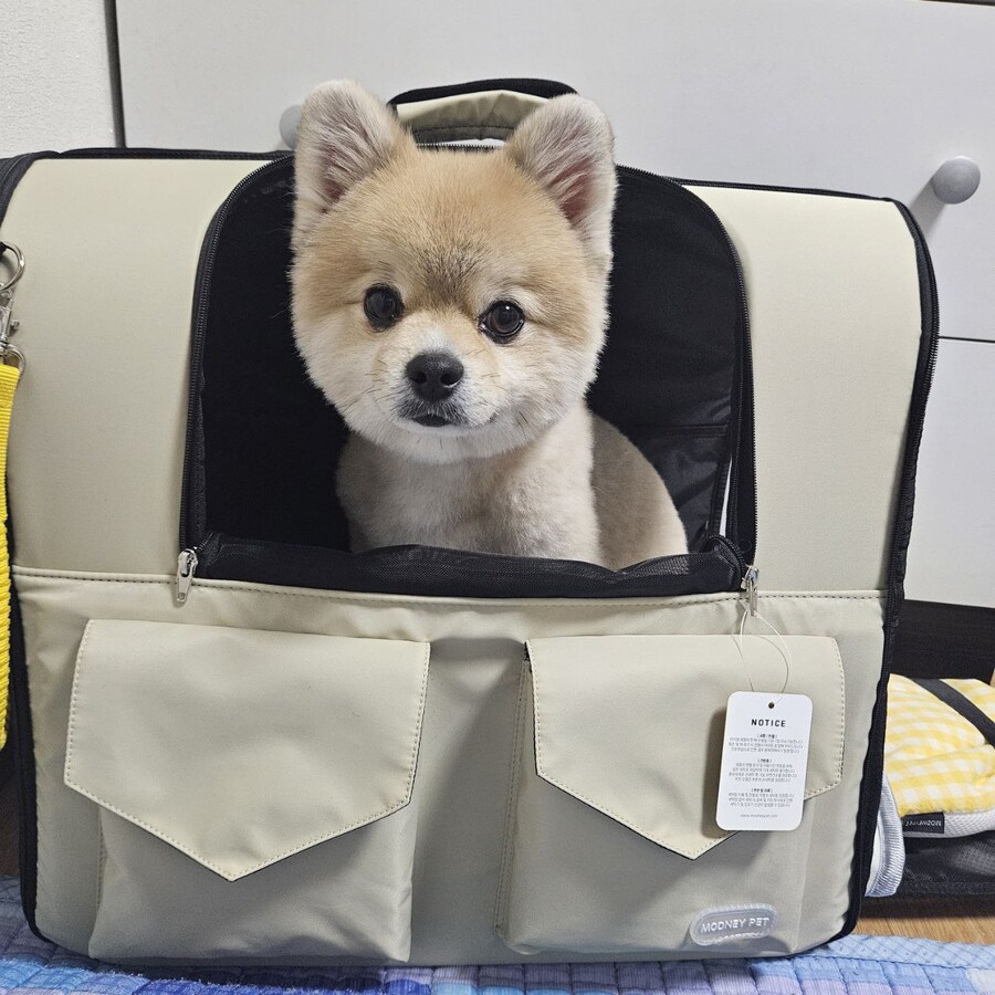 우리 멍멍이는 이러고 자_10.jpg